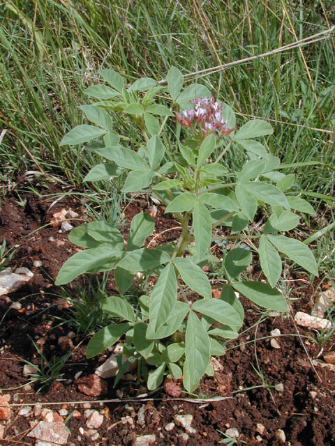 Polanisia dodecandra ssp. trachysperma (Sandyseed clammyweed) #14196