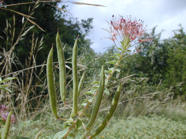 Polanisia dodecandra ssp. trachysperma (Sandyseed clammyweed) #14197