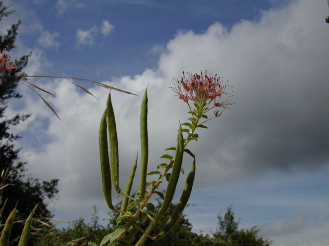 Polanisia dodecandra ssp. trachysperma (Sandyseed clammyweed) #14198