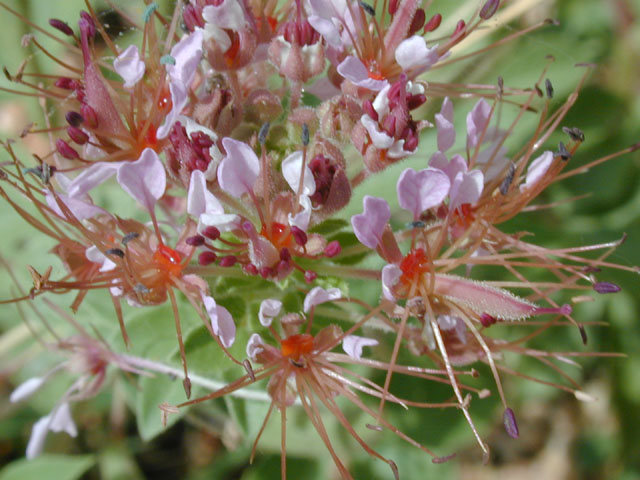Polanisia dodecandra ssp. trachysperma (Sandyseed clammyweed) #14200
