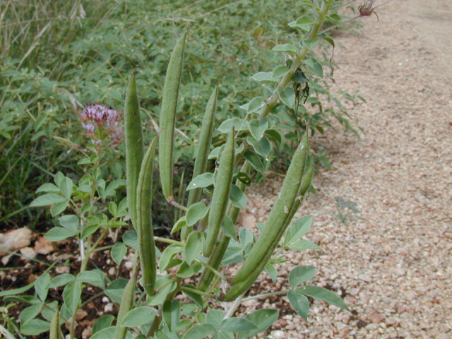 Polanisia dodecandra ssp. trachysperma (Sandyseed clammyweed) #14201