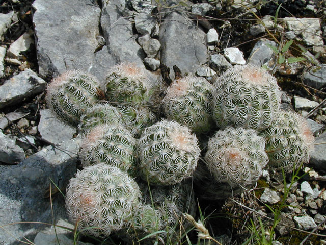 Echinocereus reichenbachii ssp. reichenbachii (Lace hedgehog cactus) #14213