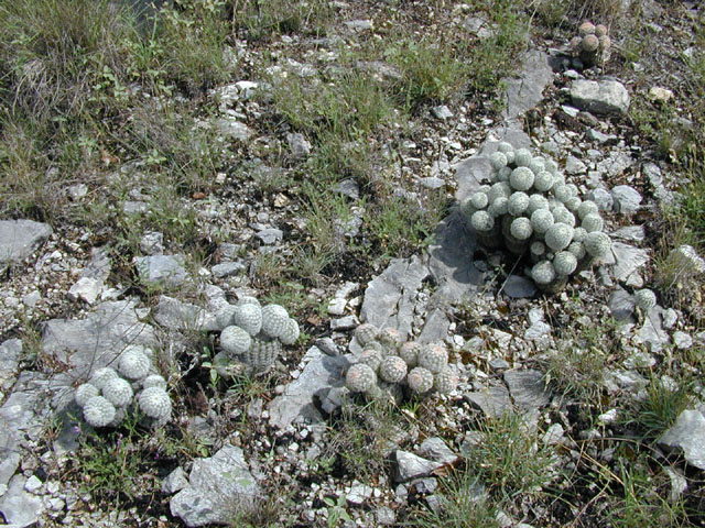 Echinocereus reichenbachii ssp. reichenbachii (Lace cactus) #14215