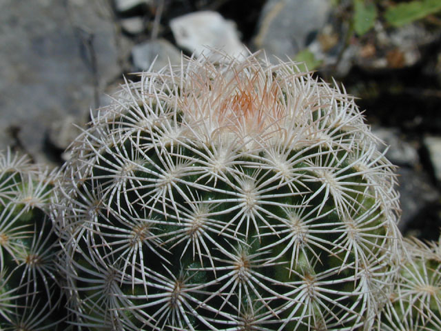 Echinocereus reichenbachii ssp. reichenbachii (Lace cactus) #14217