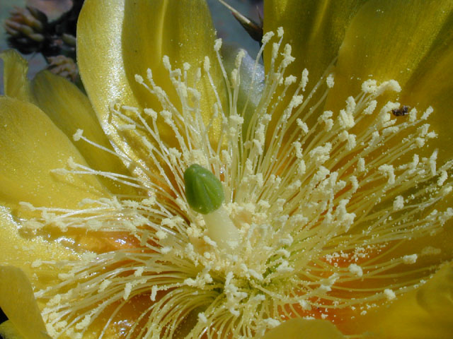 Opuntia engelmannii var. lindheimeri (Texas prickly pear) #14220