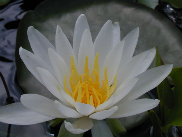 Nymphaea odorata (American white water-lily) #14226