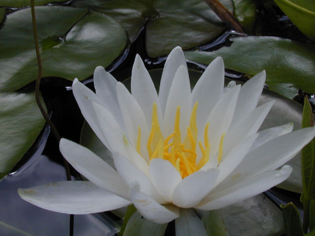 Nymphaea odorata (American white water-lily) #14227