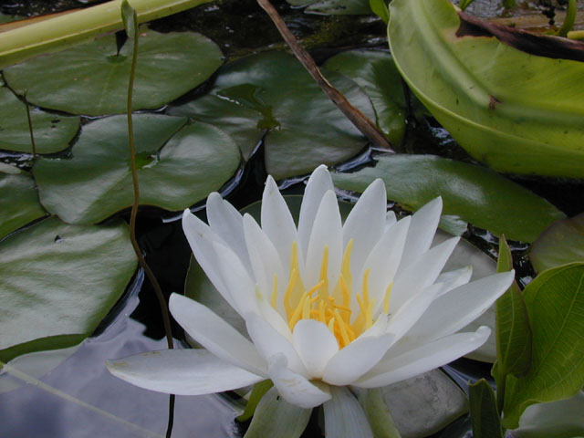 Nymphaea odorata (American white water-lily) #14228