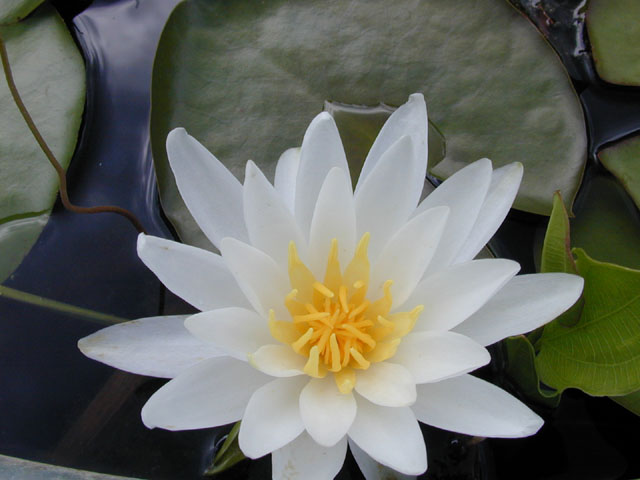 Nymphaea odorata (American white water-lily) #14229