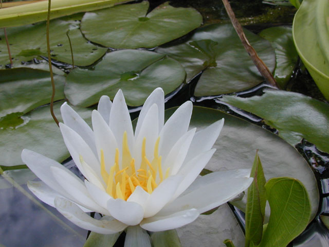 Nymphaea odorata (American white water-lily) #14230
