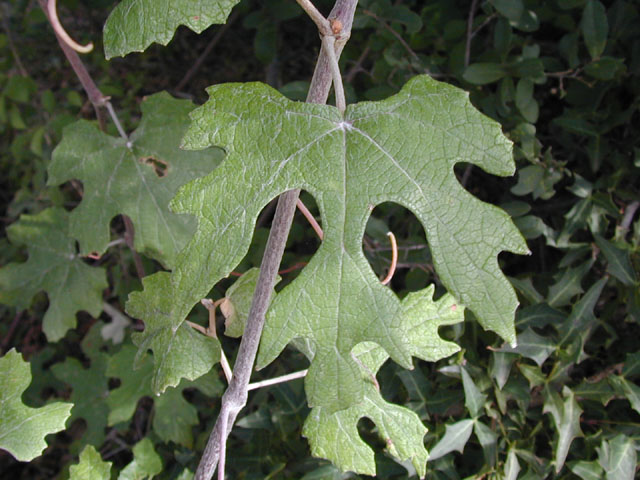 Vitis mustangensis (Mustang grape) #14245
