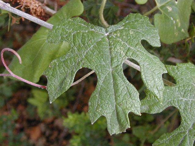 Vitis mustangensis (Mustang grape) #14247