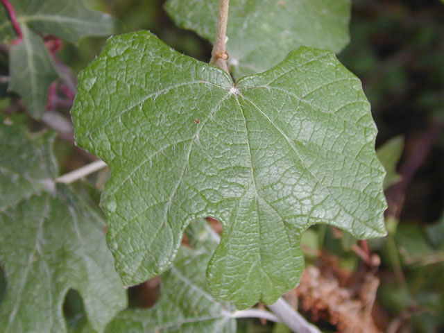 Vitis mustangensis (Mustang grape) #14248