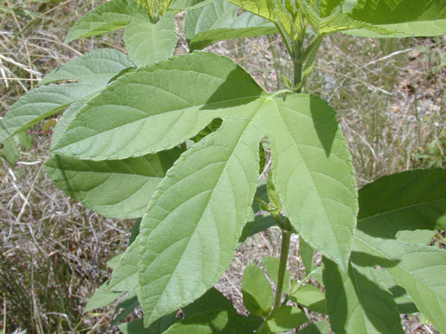 Ambrosia trifida var. texana (Texan great ragweed) #14264