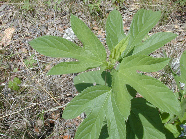 Ambrosia trifida var. texana (Texan great ragweed) #14265