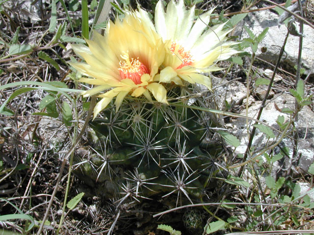 Coryphantha sulcata (Pineapple cactus) #14278