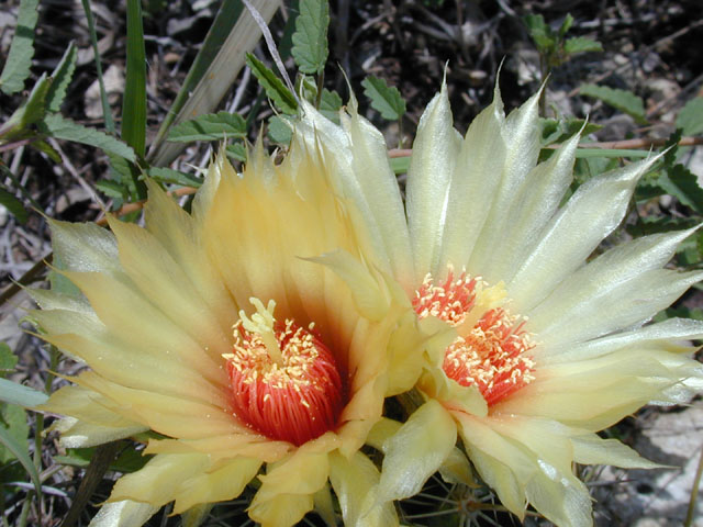 Coryphantha sulcata (Pineapple cactus) #14280