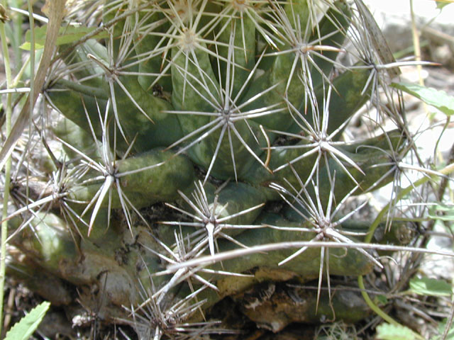 Coryphantha sulcata (Pineapple cactus) #14281