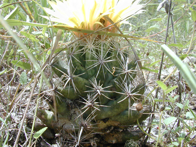 Coryphantha sulcata (Pineapple cactus) #14282