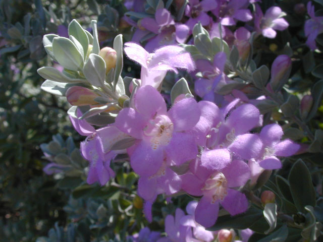 Leucophyllum frutescens (Cenizo) #14319