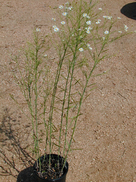 Boltonia diffusa var. diffusa (Smallhead doll's daisy) #14327