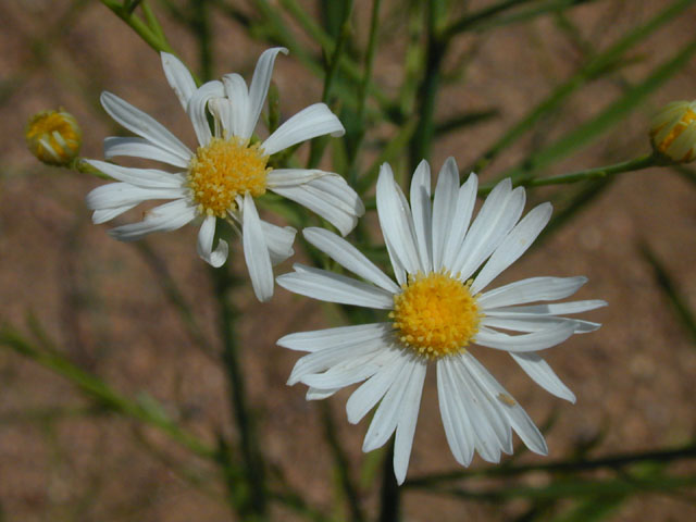 Boltonia diffusa var. diffusa (Smallhead doll's daisy) #14328
