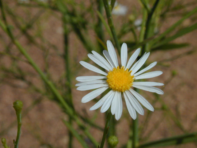 Boltonia diffusa var. diffusa (Smallhead doll's daisy) #14329