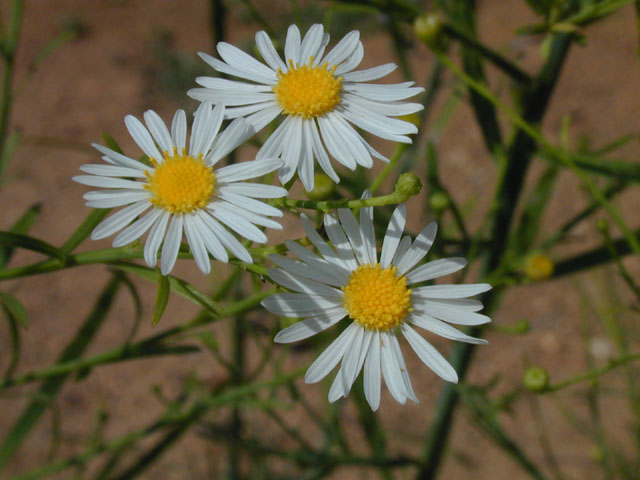 Boltonia diffusa var. diffusa (Smallhead doll's daisy) #14330