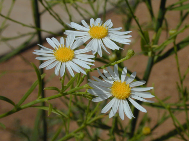 Boltonia diffusa var. diffusa (Smallhead doll's daisy) #14331