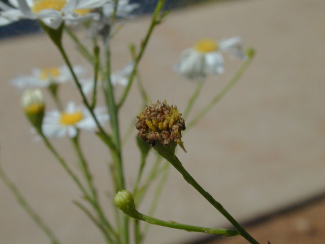 Boltonia diffusa var. diffusa (Smallhead doll's daisy) #14332
