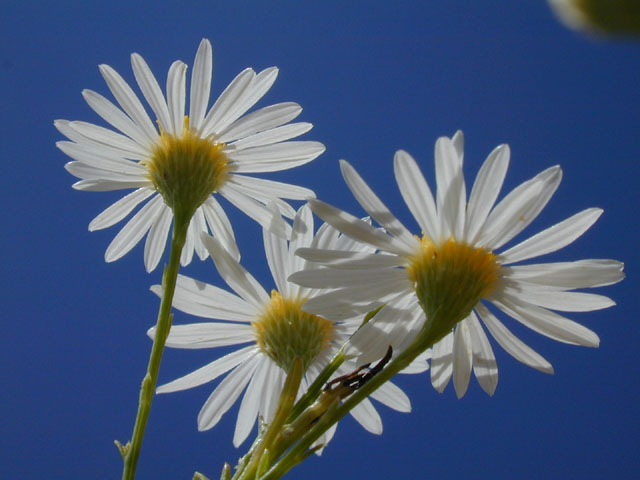 Boltonia diffusa var. diffusa (Smallhead doll's daisy) #14334