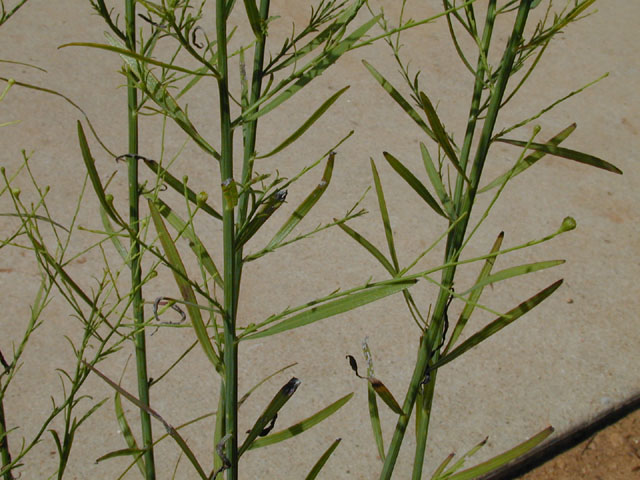 Boltonia diffusa var. diffusa (Smallhead doll's daisy) #14337