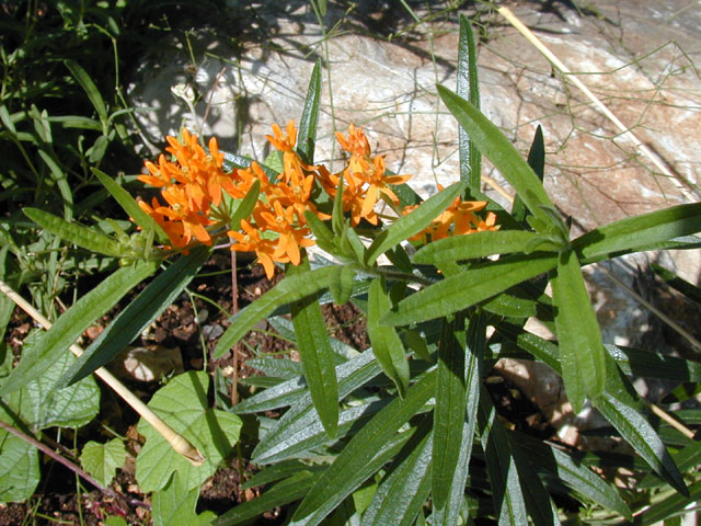 Asclepias tuberosa (Butterflyweed) #14370