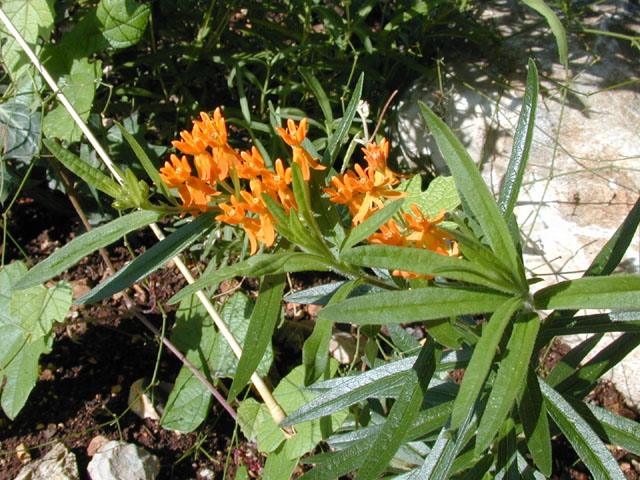 Asclepias tuberosa (Butterflyweed) #14371