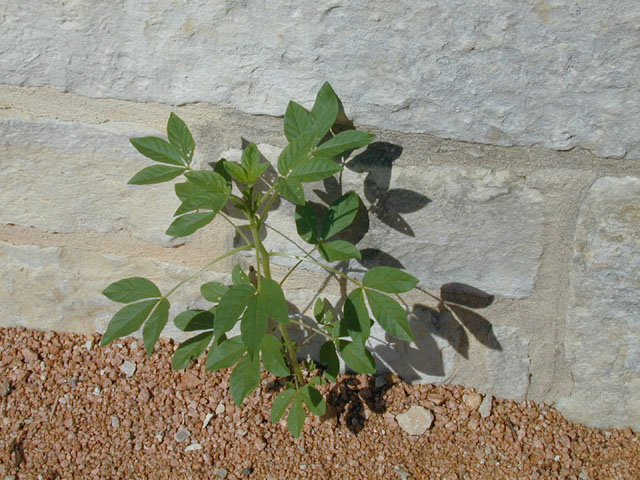 Polanisia dodecandra ssp. trachysperma (Sandyseed clammyweed) #14391