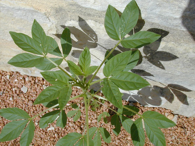 Polanisia dodecandra ssp. trachysperma (Sandyseed clammyweed) #14392