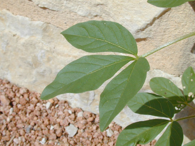 Polanisia dodecandra ssp. trachysperma (Sandyseed clammyweed) #14393