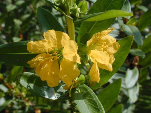 Heimia salicifolia (Shrubby yellowcrest) #14411