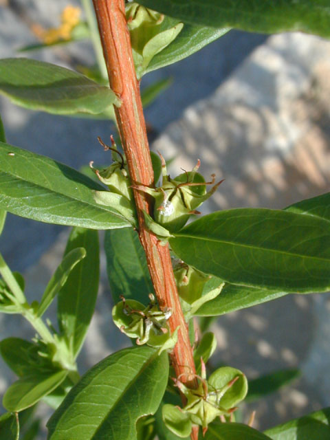 Heimia salicifolia (Shrubby yellowcrest) #14412