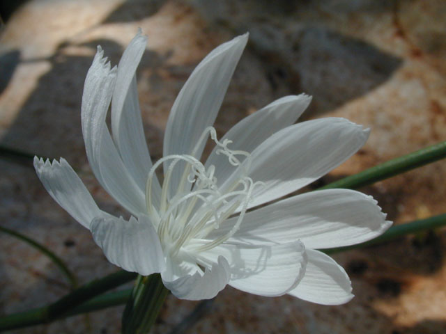Lygodesmia texana (Texas skeleton plant) #14418