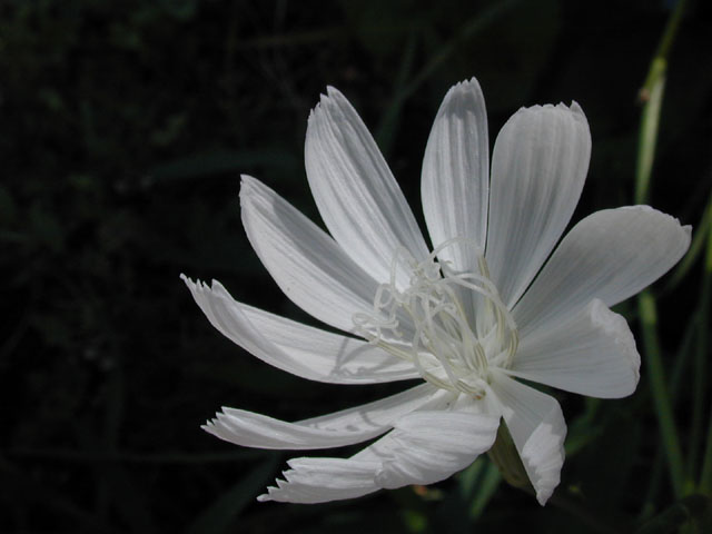 Lygodesmia texana (Texas skeleton plant) #14420