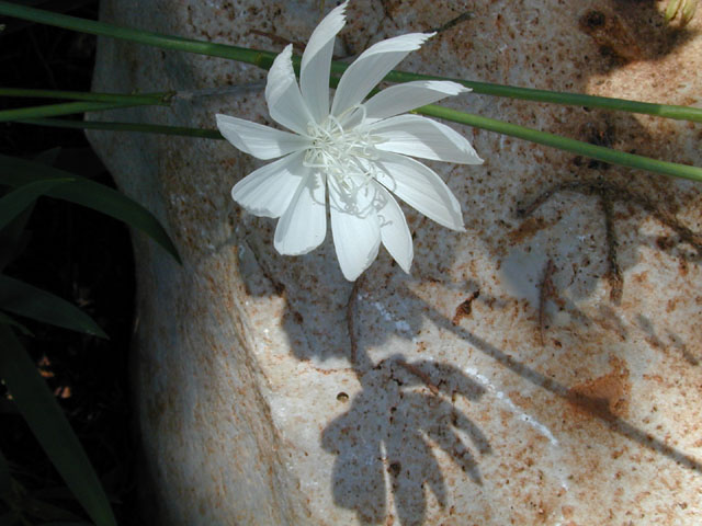 Lygodesmia texana (Texas skeleton plant) #14425