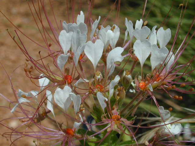Polanisia dodecandra ssp. trachysperma (Sandyseed clammyweed) #14426