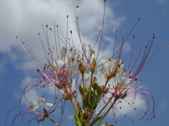 Polanisia dodecandra ssp. trachysperma (Sandyseed clammyweed) #14427