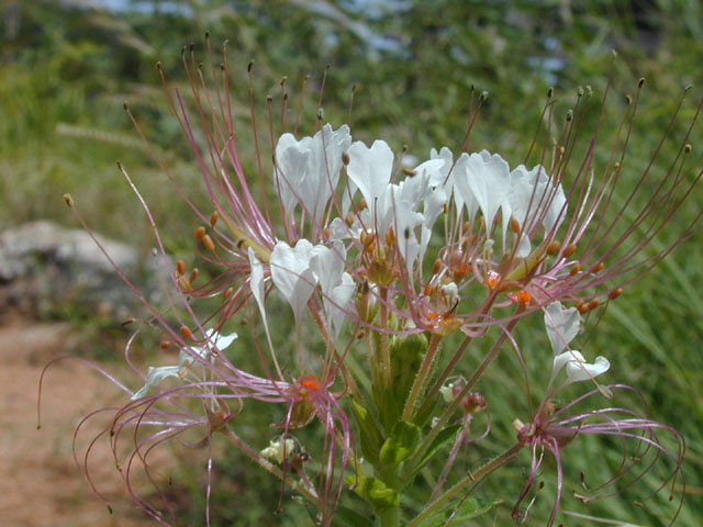 Polanisia dodecandra ssp. trachysperma (Sandyseed clammyweed) #14428