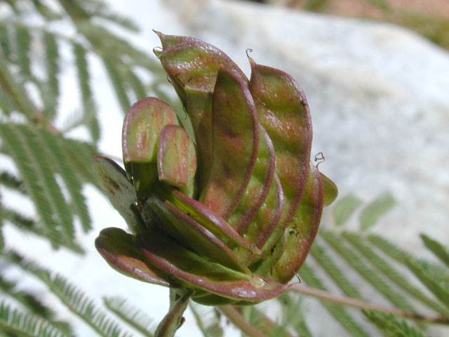 Desmanthus illinoensis (Illinois bundleflower) #14430