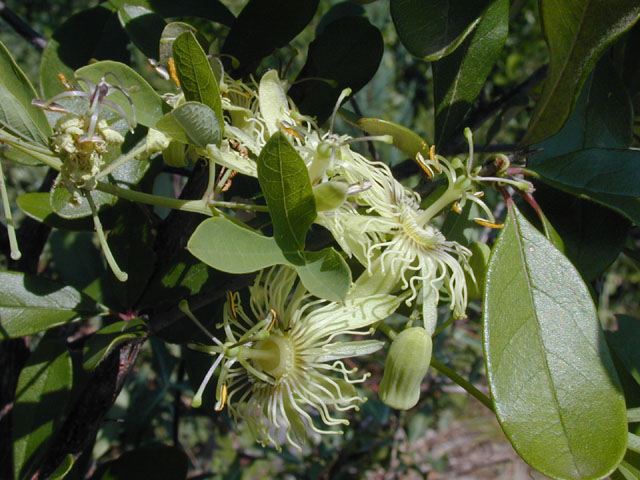Passiflora affinis (Bracted passionflower) #14435