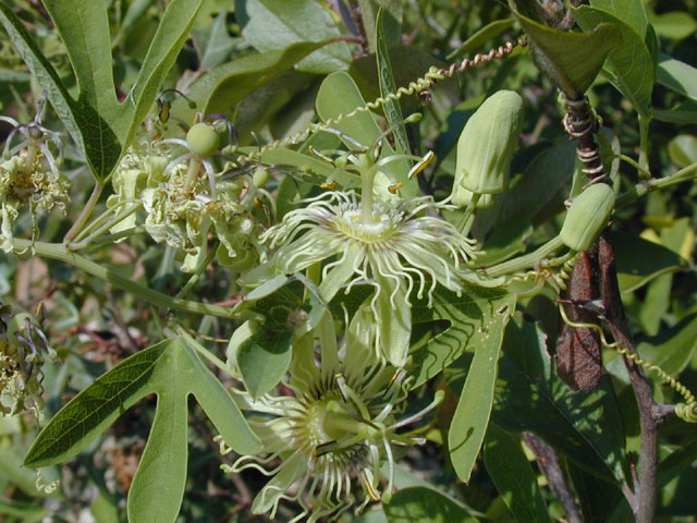 Passiflora affinis (Bracted passionflower) #14438