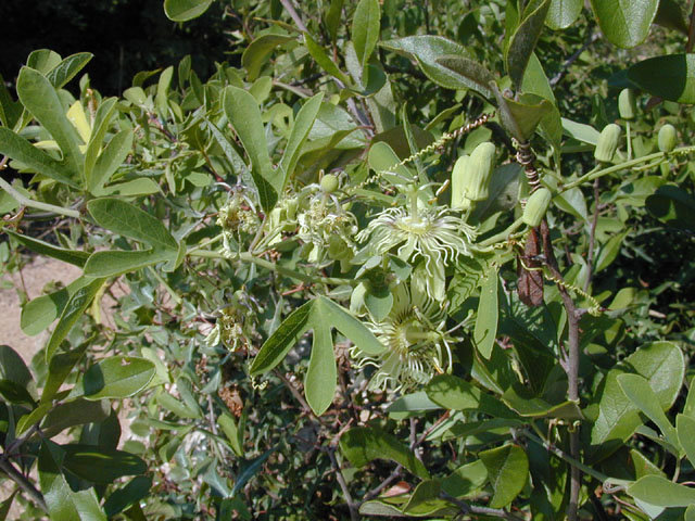 Passiflora affinis (Bracted passionflower) #14439