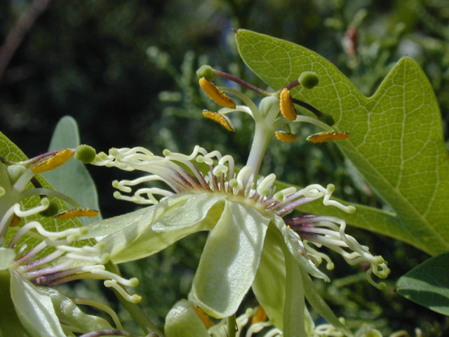 Passiflora affinis (Bracted passionflower) #14442